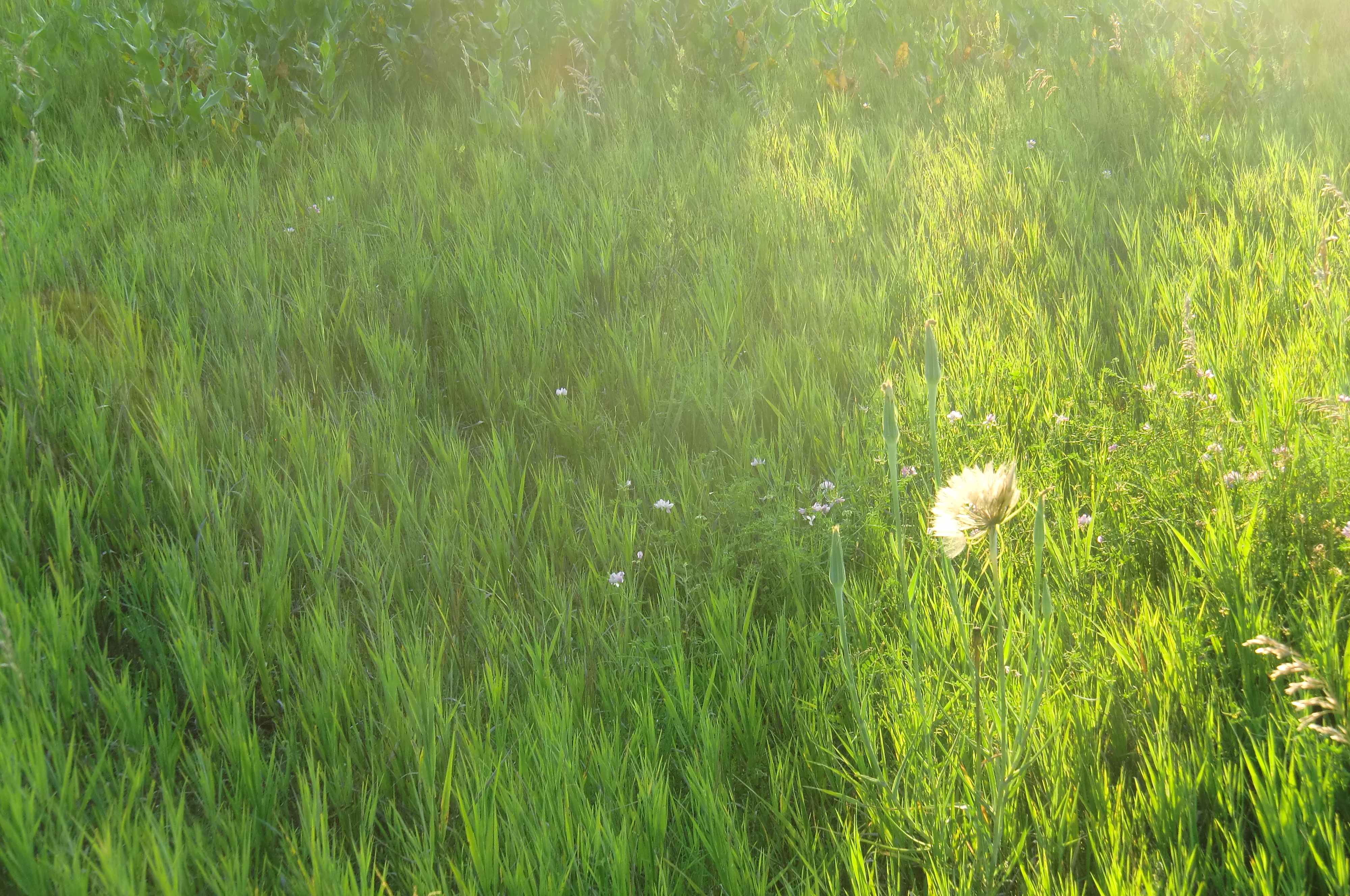 Schuyler Juli 11 047