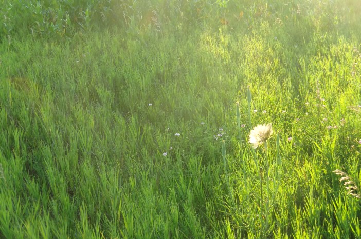 Schuyler Juli 11 047